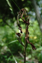 Himantoglossum comperianum