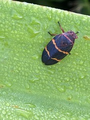 Prosapia bicincta