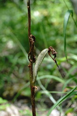 Himantoglossum comperianum