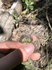 Phacelia mutabilis
