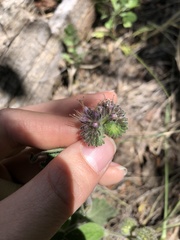 Phacelia mutabilis