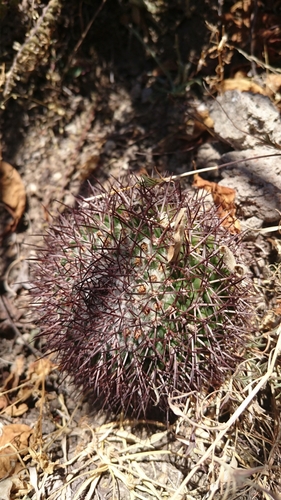 Mammillaria polythele