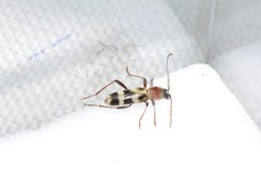 Chlorophorus aegyptiacus