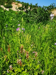 Platanthera convallariifolia