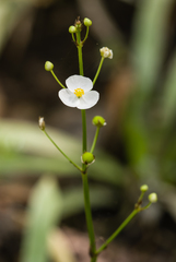 Sagittaria chapmanii