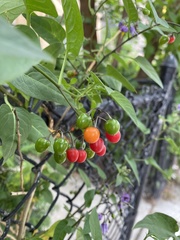 Solanum dulcamara