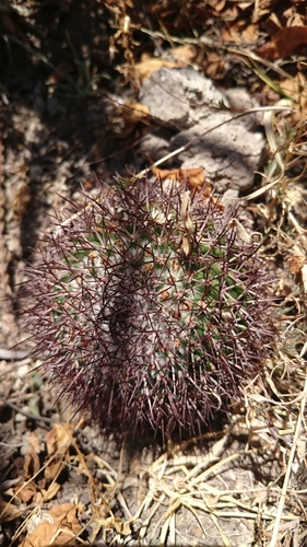 Mammillaria polythele