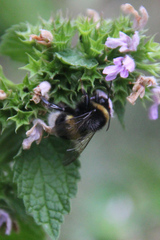 Bombus