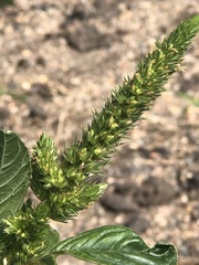 Amaranthus hybridus
