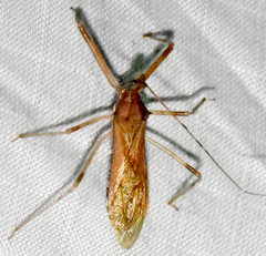 Rocconota annulicornis