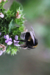Bombus