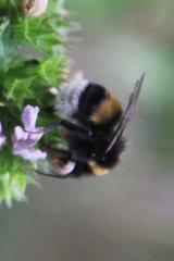 Bombus