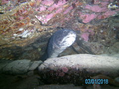 Genypterus tigerinus