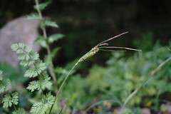 Carex flacca serrulata