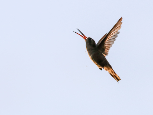 Dusky Hummingbird