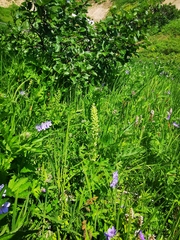 Platanthera convallariifolia