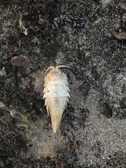 Saduria entomon image