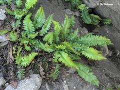 Blechnum microphyllum