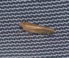 Chlorotettix lusorius