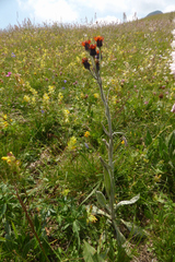 Tephroseris integrifolia capitata