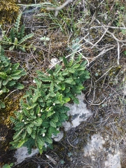 Asplenium ceterach image