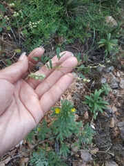 Melilotus neapolitanus