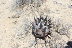 Agave vizcainoensis