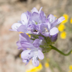Gilia achilleifolia
