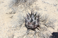 Agave vizcainoensis