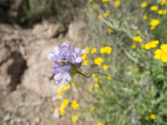 Gilia achilleifolia