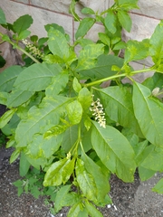 Phytolacca americana