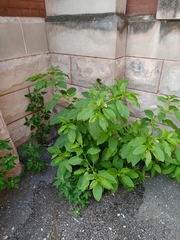 Phytolacca americana