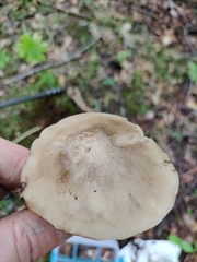 Lyophyllum fuligineum