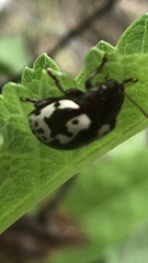 Calligrapha intermedia
