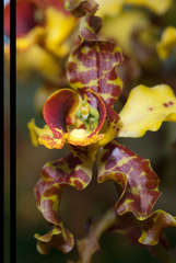 Cyrtopodium punctatum