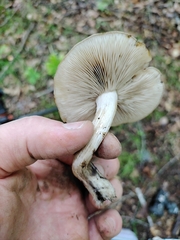 Lyophyllum fuligineum