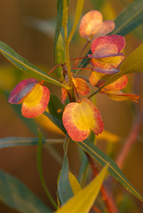 Dodonaea viscosa angustifolia