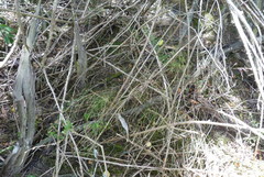 Poa matthewsii
