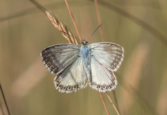 Polyommatus albicans