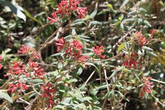 Cestrum fasciculatum