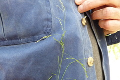Poa matthewsii