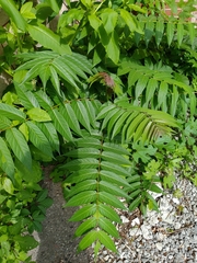 Ailanthus altissima