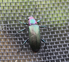 Strongylium auratum