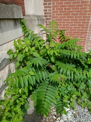Ailanthus altissima