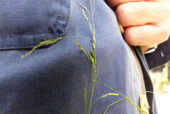 Poa matthewsii