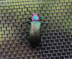 Strongylium auratum