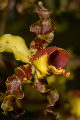 Cyrtopodium punctatum