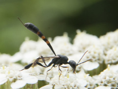 Gasteruption assectator