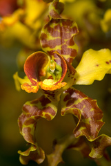 Cyrtopodium punctatum