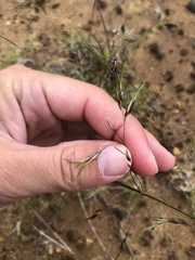 Deschampsia alpina